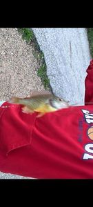 Green Sunfish