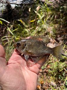 Flier bream