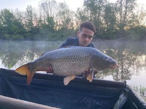 Common Carp
