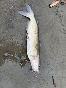 Channel Catfish