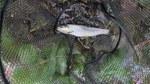 Brown Trout