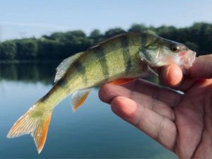 European Perch