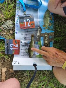European Perch