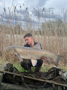 Grass Carp