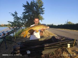 Common Carp
