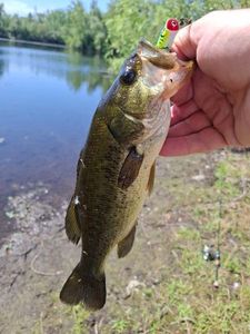 Largemouth Bass
