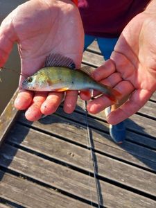 European Perch