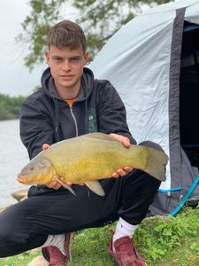 Tench