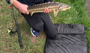 Sturgeon
