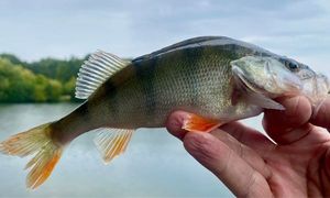 European Perch