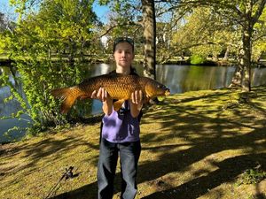 Common Carp