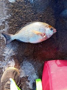Black Seabream