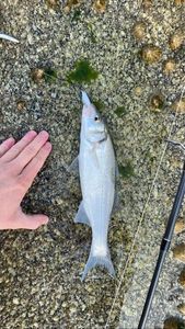 European Bass (Seabass)