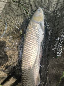 Grass Carp