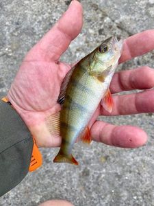 European Perch