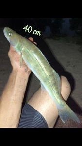 Zander