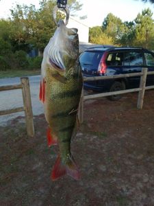 European Perch