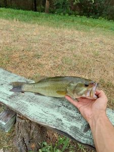 Largemouth Bass