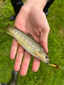 Brown Trout