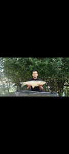 Grass Carp