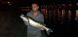 Zander