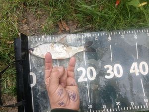 Roach