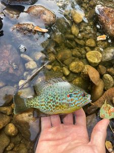 Green Sunfish