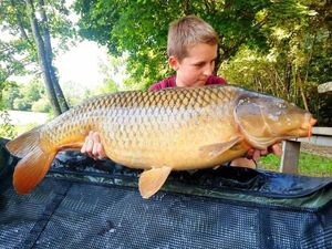 Common Carp
