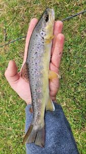 Brown Trout