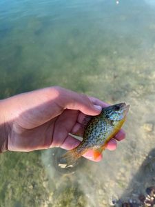 Green Sunfish
