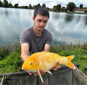 Koï Fish