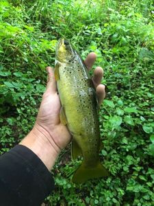 Brown Trout