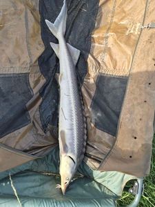 Sturgeon