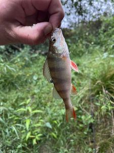 European Perch