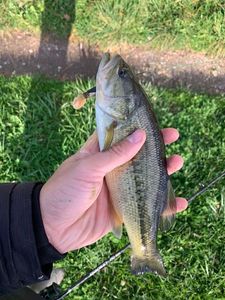 Smallmouth Bass