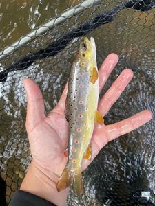 Brown Trout