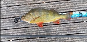 European Perch