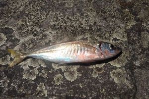 Atlantic Horse Mackerel