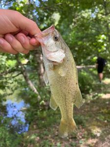 Largemouth Bass