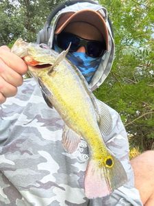 Peacock Bass ( Monoculus)