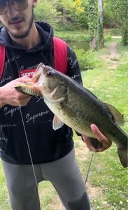 Largemouth Bass