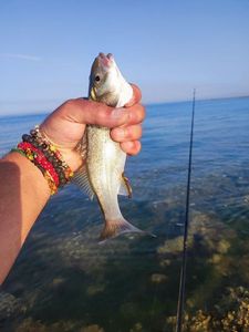 European Bass (Seabass)