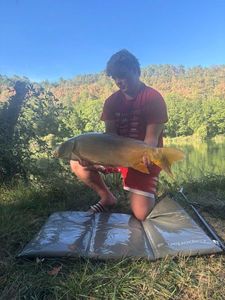 Mirror Carp