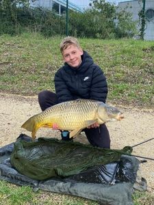 Common Carp