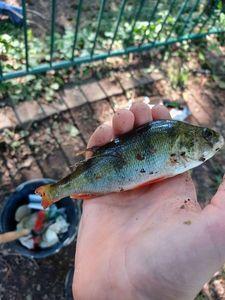 European Perch