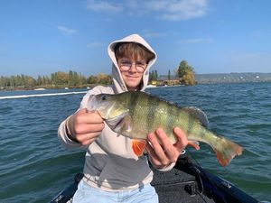 European Perch
