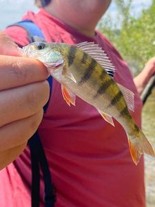 European Perch