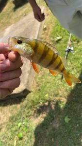 European Perch