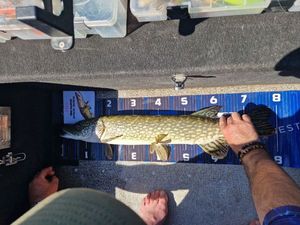 Northern Pike