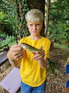 Largemouth Bass